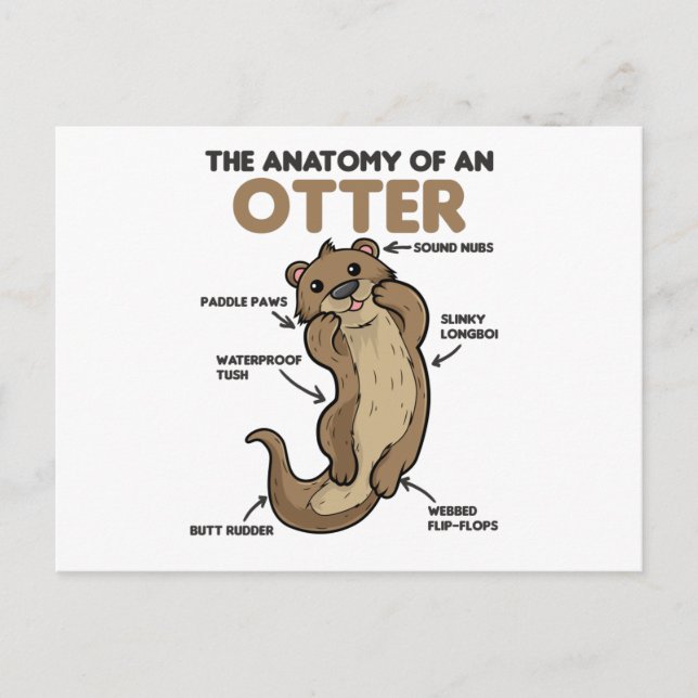Carte Postale Jolie Otter Explication Anatomie D'Une Otter (Devant)