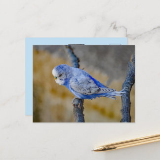 Carte Postale Jolie perruche bleue photo personnalisée