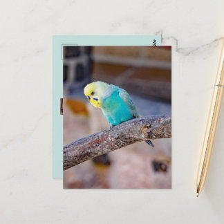 Carte Postale Jolie perruche turquoise sur mesure