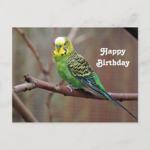 Carte Postale Jolie Perruche verte photo Anniversaire