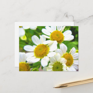 Carte Postale Jolie petite fleur de marguerite de pelouse au sol