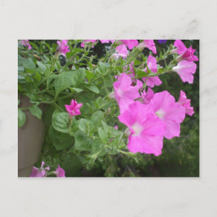 Carte Postale Jolie Petunias