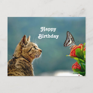 Carte Postale Jolie photo d'anniversaire de chat tigré papillon