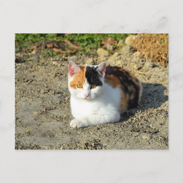 Carte Postale Jolie photo de chat Calico (Devant)