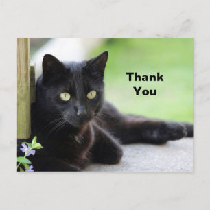 Carte Postale Jolie Photo de Chat Noir Merci