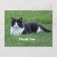 Jolie photo de chat tuxedo noir et blanc Merci