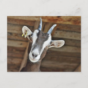 Carte Postale Jolie photo de chèvre Brown et blanche