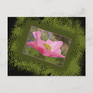 Carte Postale Jolie photo de coquelicot rose pour toutes occasio