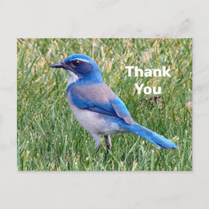 Carte Postale Jolie photo de geai scrub bleu Merci