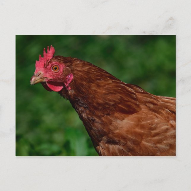 Carte Postale Jolie photo du visage de poulet rouge (Devant)