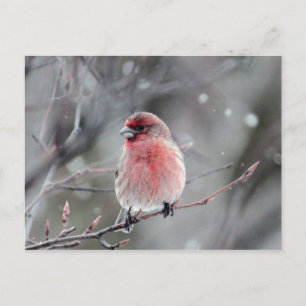 Carte Postale Jolie photo Red Finch