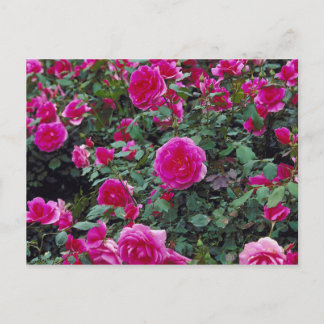 Carte Postale Jolie roses roses sur le buisson