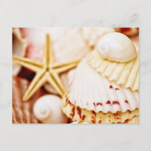 Carte Postale Jolies coquilles