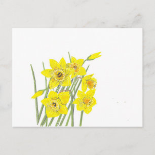 Carte Postale Jolies Daffodiques