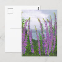 Jolies Fleurs de Lupin au Bord du Lac