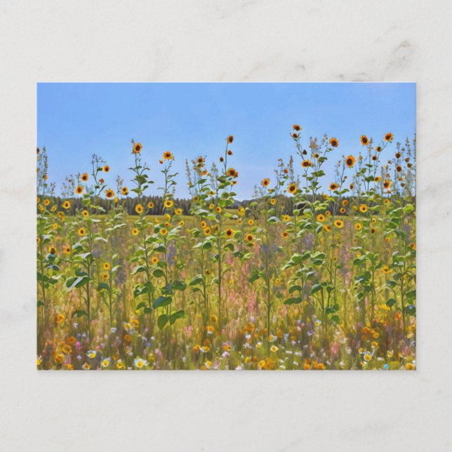 Carte Postale Jolies fleurs de tournesol sur une clôture de ferm (Devant)