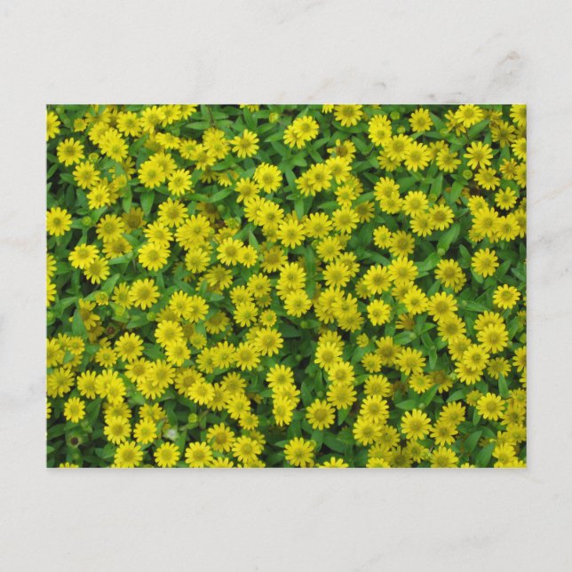 Carte Postale Jolies Fleurs Jaunes (Devant)