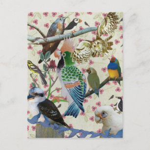 Carte Postale Jolies oiseaux
