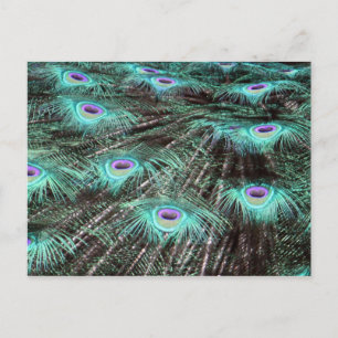 Carte Postale Jolies plumes de paon Photo