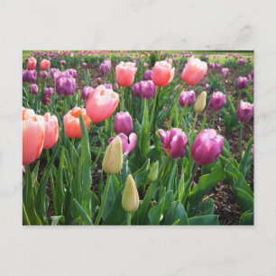 Carte Postale Jolies tulipes