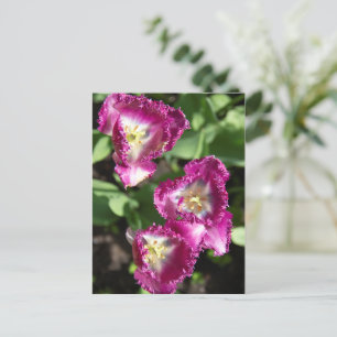 Carte Postale Jolies tulipes violettes dans le jardin