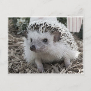 Carte Postale Joliment assis