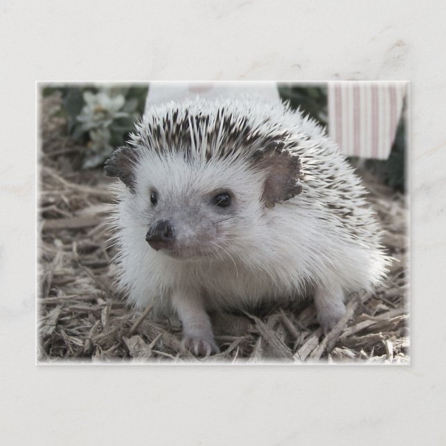 Carte Postale Joliment assis (Devant)