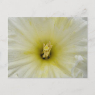 Carte postale Jolis