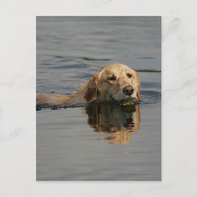 Carte Postale Jolis Retriever (Devant)