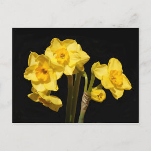 Carte postale Jonquil Flowers