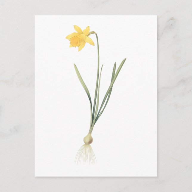 Carte Postale jonquille (Narcissus pseudo-narcisse) par Redouté (Devant)