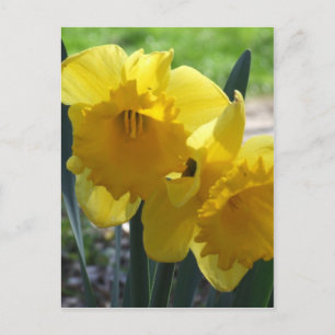 Carte Postale Jonquilles