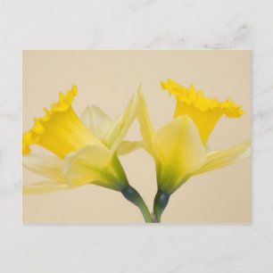 Carte Postale Jonquilles jaunes