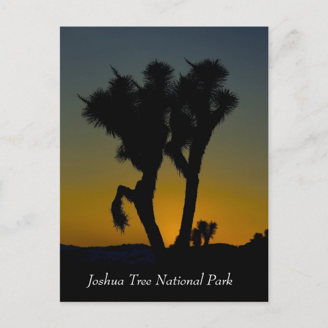 Carte Postale Joshua Tree National Park, California Postcard (Devant)
