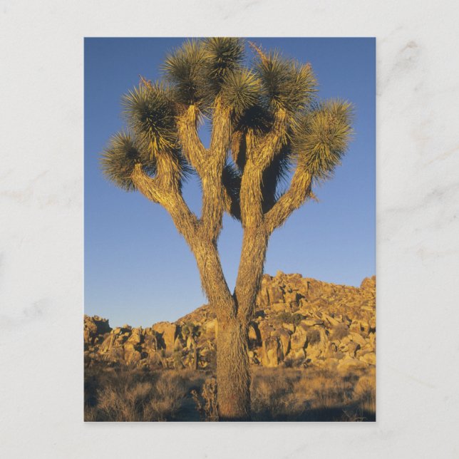 Carte Postale Joshua Tree, Yucca brevifolia) et granit (Devant)