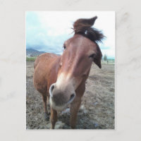 Josie, la drôle de mule