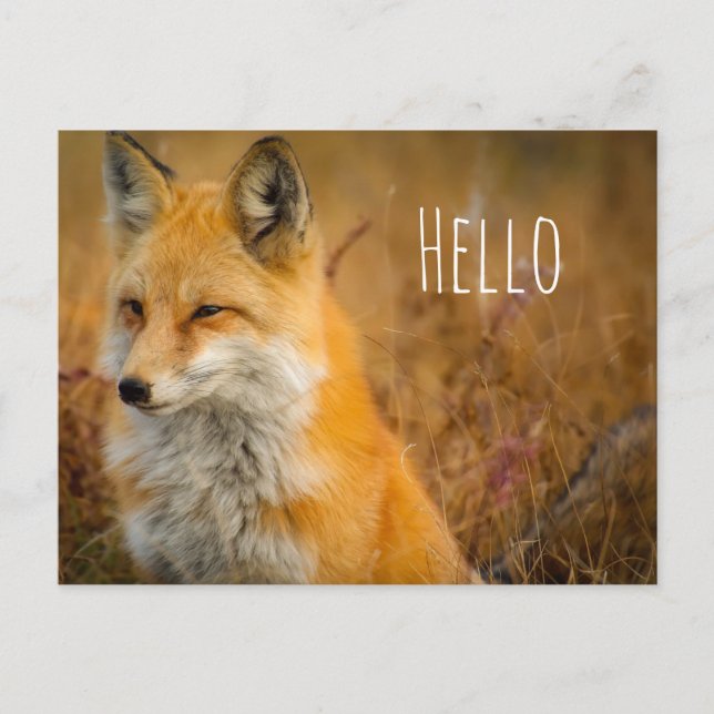 Carte Postale Jote Red Fox Wilderness Nature Photographie (Devant)