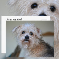 Jote Scruffy Chiot Manquant De Vous Photographie