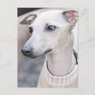 Carte Postale Jote Whippet