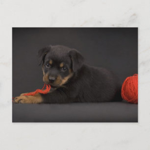 Carte Postale Jouer au chiot 5