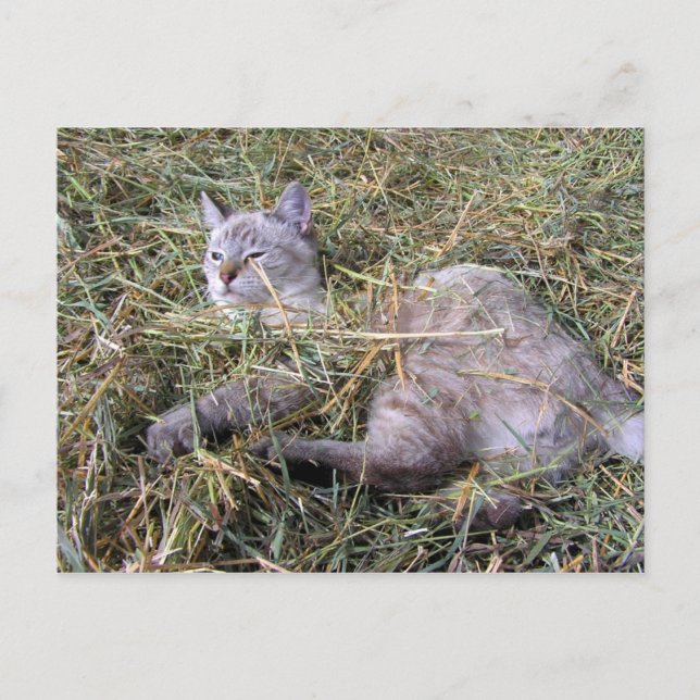 Carte Postale Jouer dans le foin (Devant)