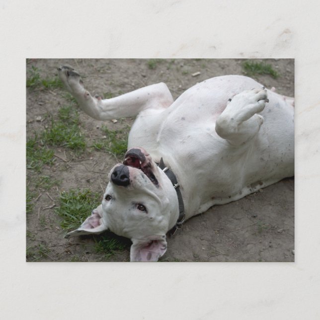Carte Postale Jouer Dogo Argentino (Devant)