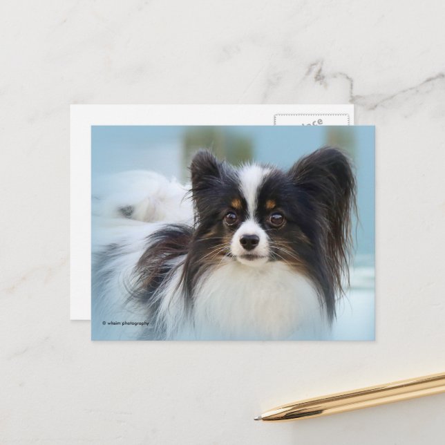 Carte Postale Jouet Papillon mignonne Chien espagnol à l'quai (Devant/Arrière en situation)