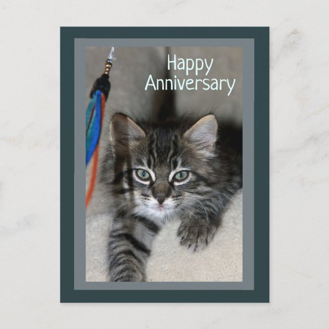 Carte postale Joueur Kitten Kimber Anniversaire (Devant)
