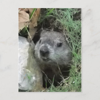 Carte Postale Jour de la marmotte