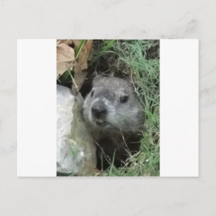 Carte Postale Jour de la marmotte