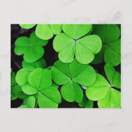 Carte Postale Jour de la Saint Patrick shamrock