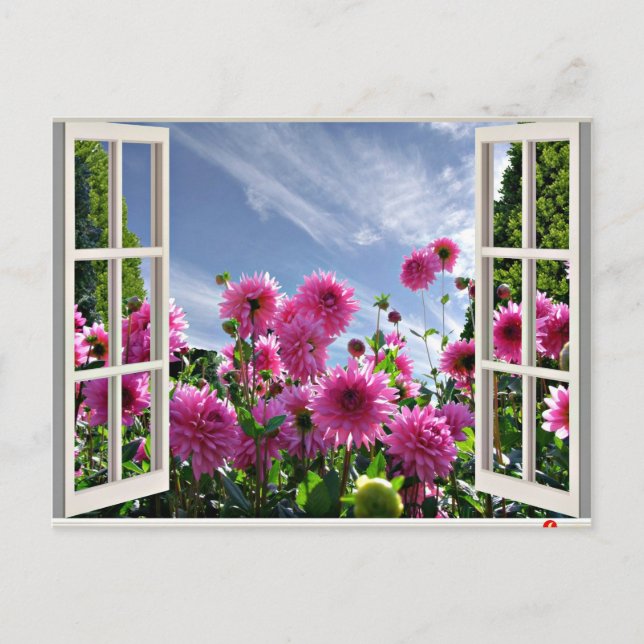 Carte Postale Jour d'été, Dahlias en fleurs (Devant)