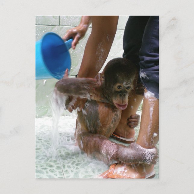 Carte Postale Jour du bain pour bébés animaux (Devant)