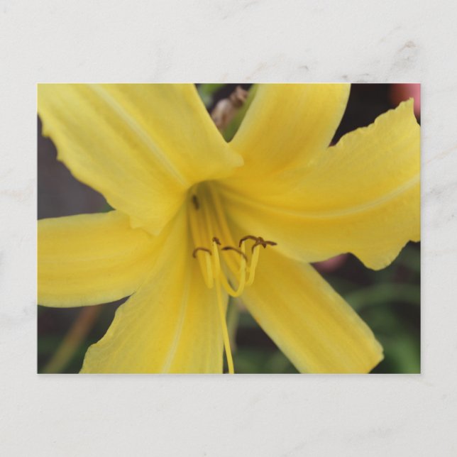 Carte Postale Jour Jaune Lily # 2 (Devant)